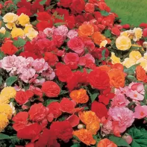Image of Yougarden Begonia Non Stop Mix X 20 Garden Ready Plants