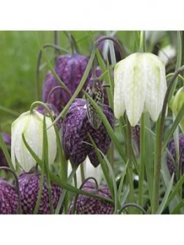 Image of Fritillaria Meleagris (Snakeshead Fritillary) X 75 Bulbs