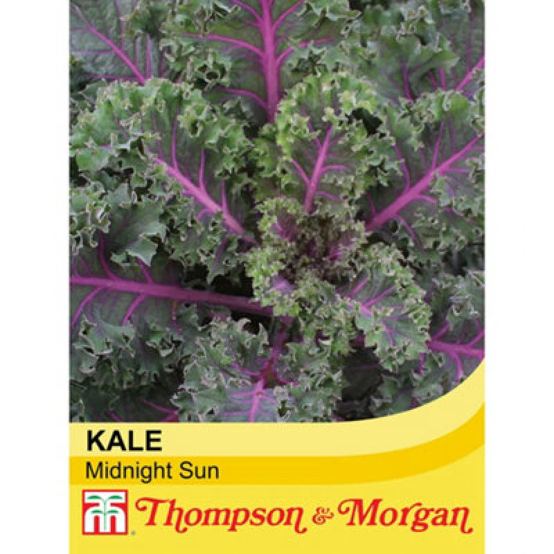 Image of Thompson & Morgan Kale Midnight Sun 1 Seed Packet (20 Seeds)