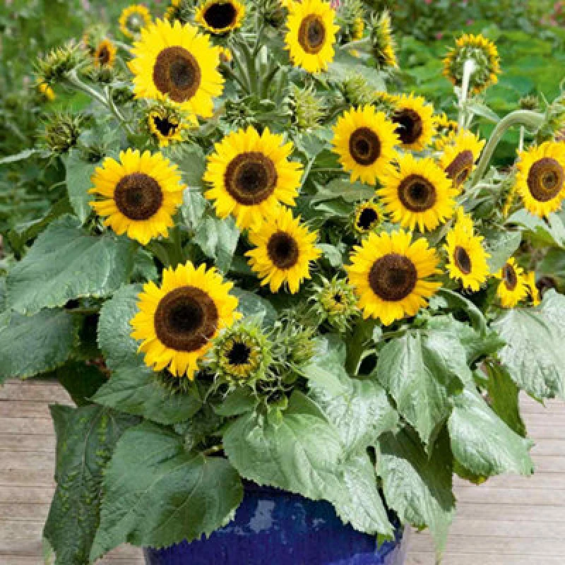 Image of THOMPSON & MORGAN Thompson&morgan - Sunflower Waooh 1 Seed Packet (20 Seeds) 133206
