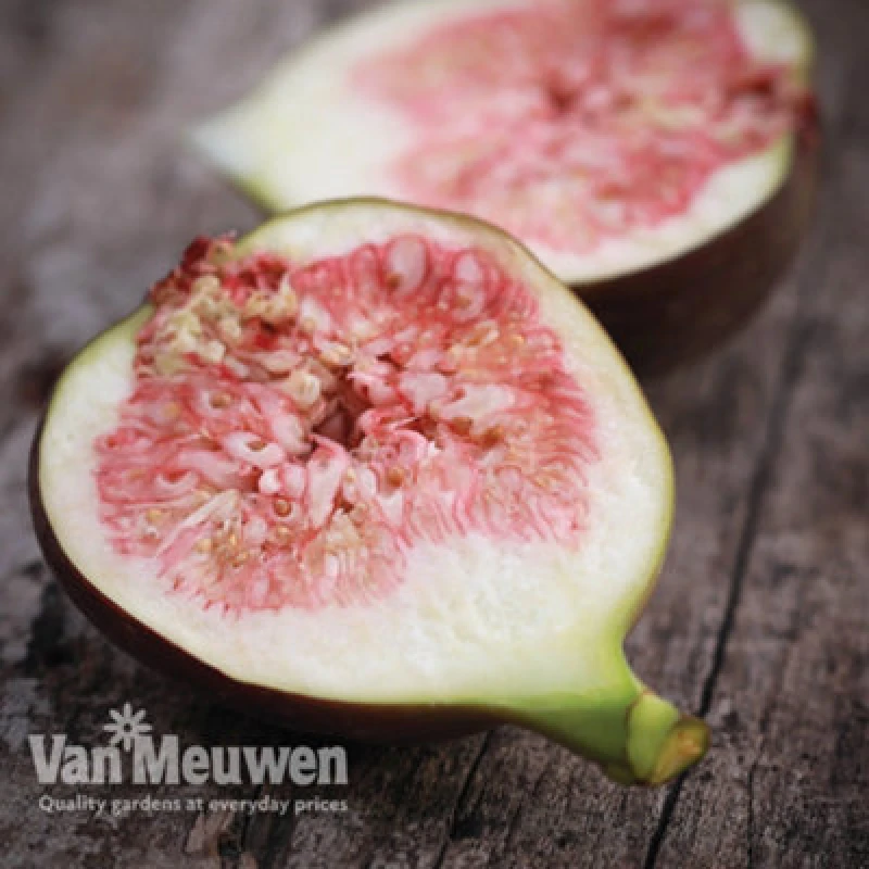 Image of Thompson & Morgan Fig (Ficus) Brown Turkey 9Cm Pot X 2