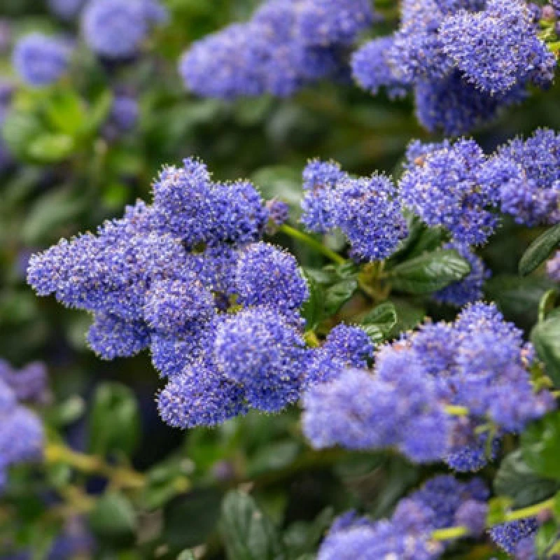 Image of Thompson & Morgan Ceanothus Yankee Point 1.2M Trellis 10 Litre Pot X 1