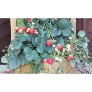 Image of Thompson & Morgan Thompson and Morgan Strawberry Skyline 6 Bare Roots