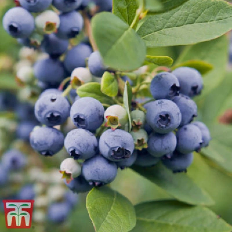 Image of Thompson & Morgan Blueberry (Vaccinium) Spartan 3L Potted Plant X 1