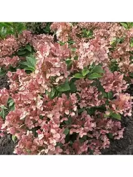 Image of Hydrangea Pan. 'Polestar' - 1.5L Pot