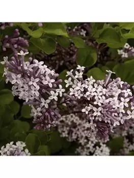 Image of Patio Lilac - Syringa 'Palibin' (3L Pot)