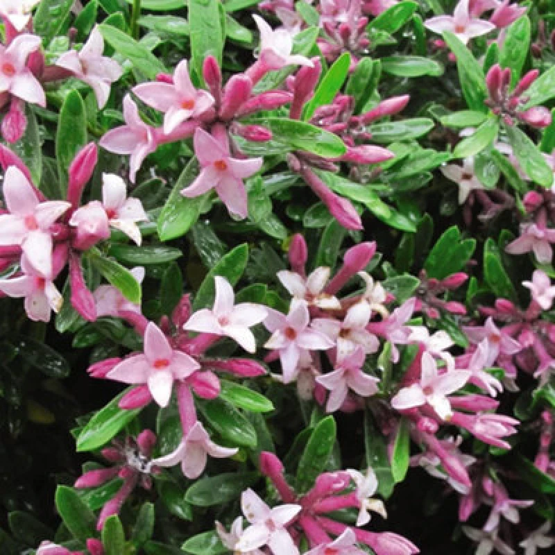 Image of Thompson & Morgan Deutzia Yuki Cherry Blossom 3 Litre Potted Plant X 1
