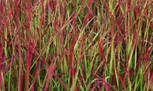 Image of Imperata Red Baron Japanese Blood Grass Potted Plants, Two