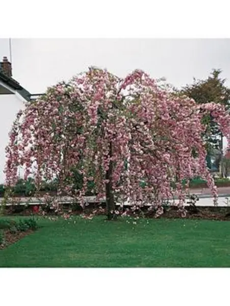 Image of YouGarden Cherry 'Kiku Shidare Zakura' Weeping br - Size 85-115cm T