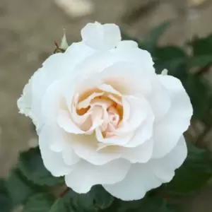 Image of YouGarden Rose 'Margaret Merrill'
