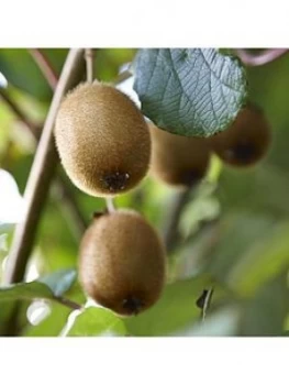 Image of Self Fertilising Kiwi Bush Jenny 2L Pot