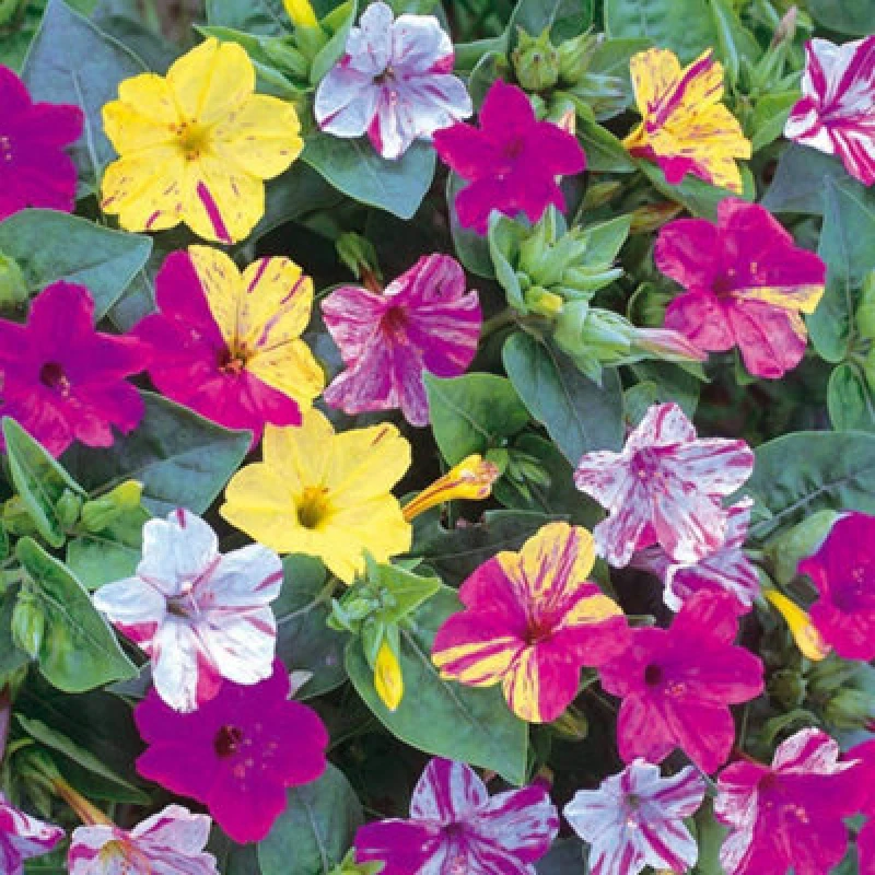 Image of Thompson & Morgan Mirabilis Jalapa Broken Colours 1 Seed Packet