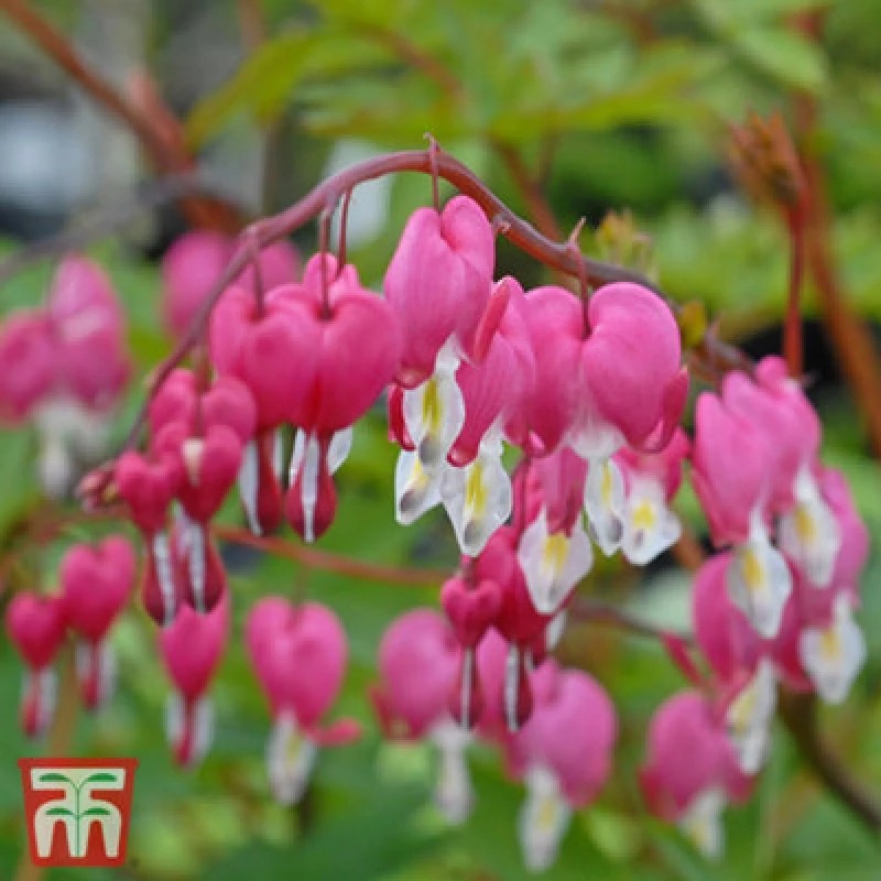 Image of Thompson & Morgan Dicentra Bleeding Heart Pink 9Cm Potted Plant X 3