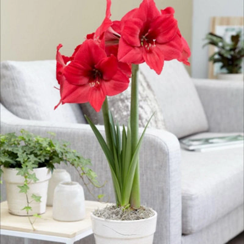Image of Thompson & Morgan 2X Deep Pink-Lavender Amaryllis Pleasure Bulbs - Easy Indoor Winter Houseplant