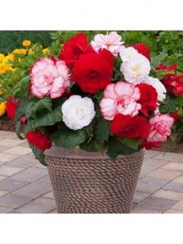 Image of Begonia Majestic Romance Mix X 12 Plugs Plants