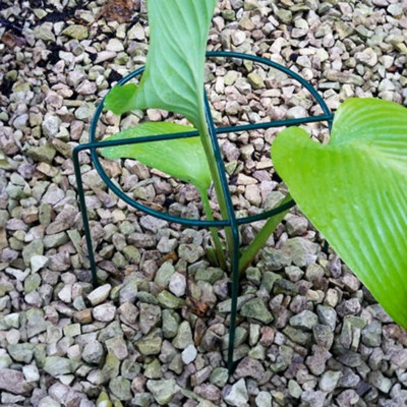 Image of Poppy Forge Medium Simple Ring Plant Supports (Pack Of 4) - Bare Metal/ready To Rust - W41 X H51 Cm