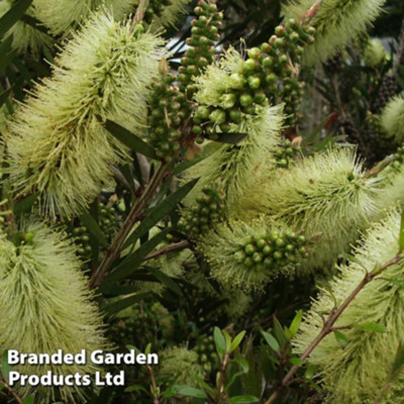 Image of Thompson & Morgan Callistemon Honey Potted Plant 9Cm Potted Plant X 1