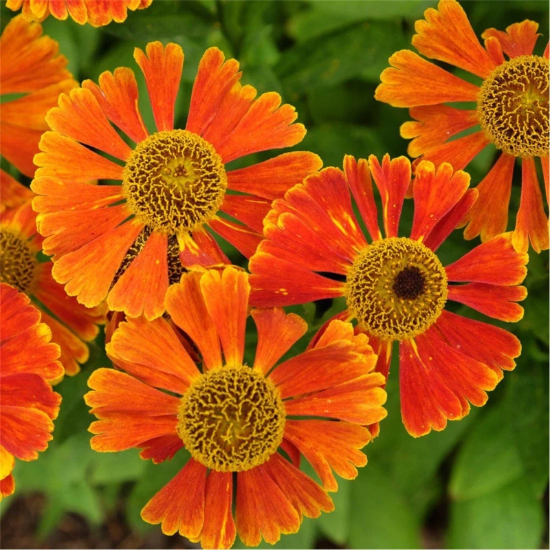 Image of YouGarden Helenium Moerheim Beauty 9cm x 3 Garden Flowers and Plants 3 x 9cm Po Brown 41624505000