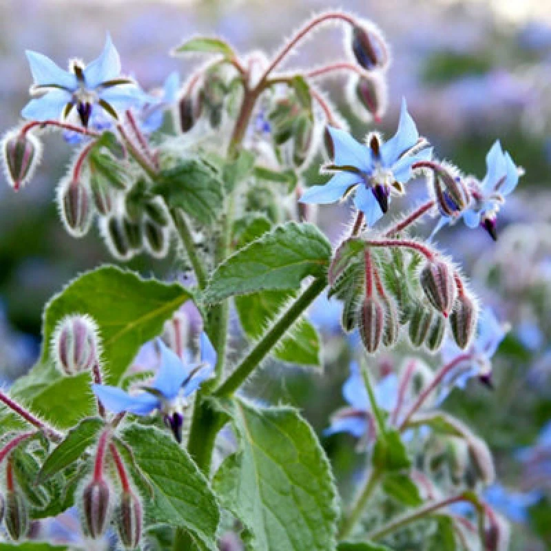 Image of Thompson & Morgan Borage Promo New Kew Range 1 Seed Packet