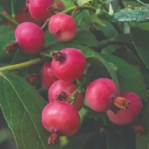 Image of Thompson & Morgan Pinkberry / Blueberry Duo Collection 9cm Pot x 4