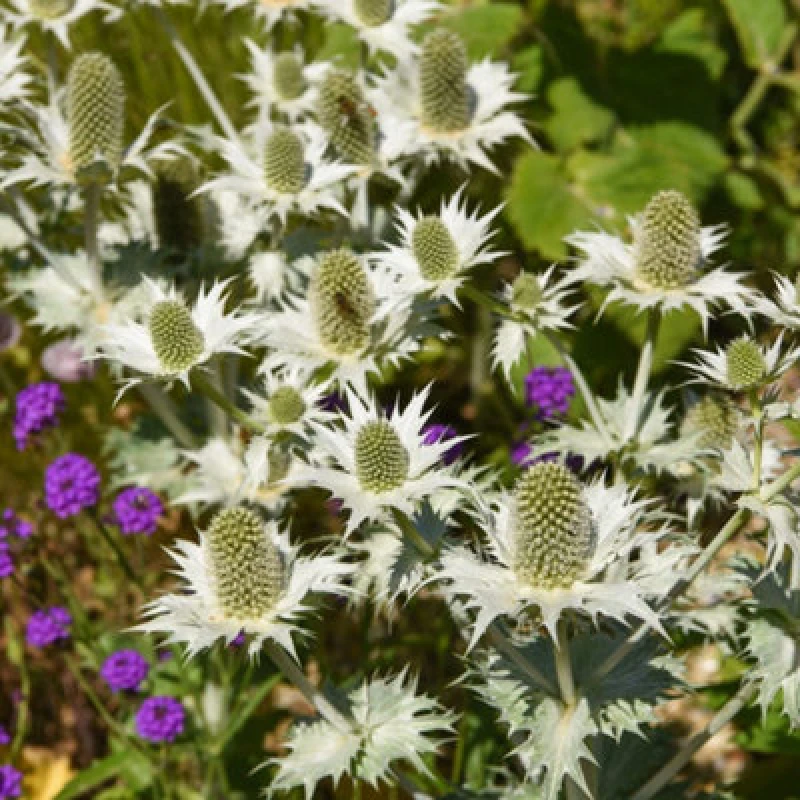 Image of Thompson & Morgan Miss Willmott's Ghost Promo New Kew Range 1 Seed Packet