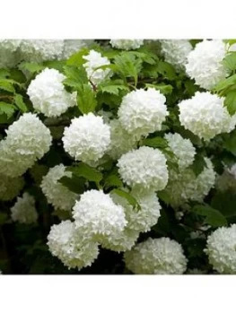 Image of You Garden Viburnum Opulus 'Roseum' 3L