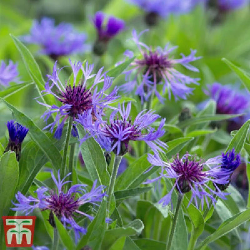 Image of Thompson & Morgan Centaurea Montana 9Cm Potted Plant X 1