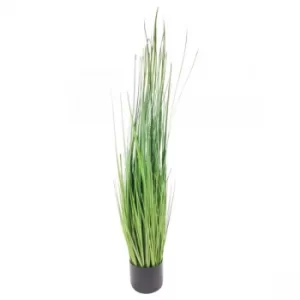 Image of Onion Grass With Pot 113cm