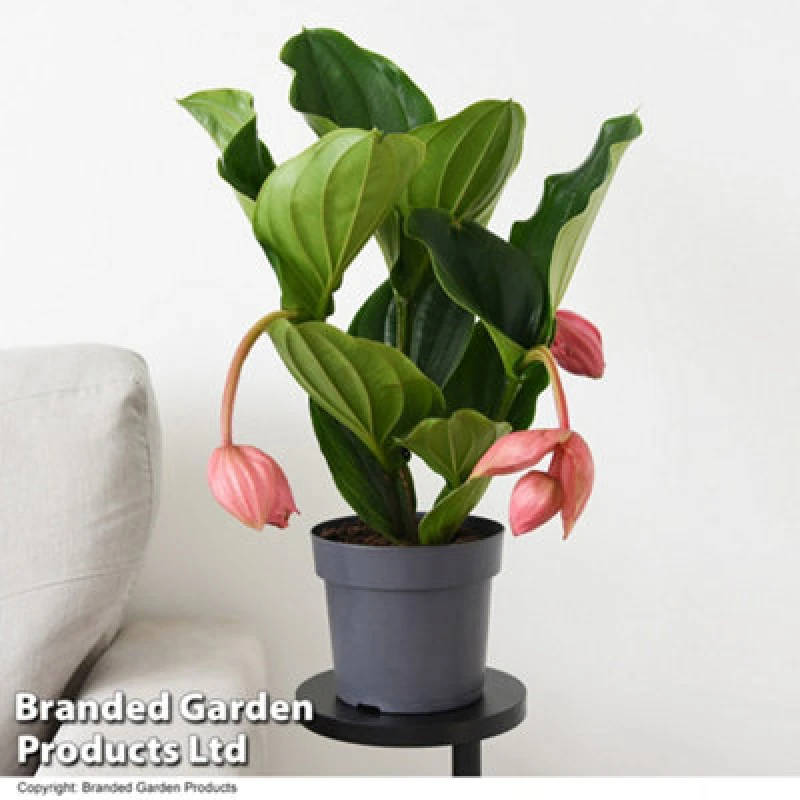 Image of Thompson & Morgan Houseplant Medinilla Magnifica Flamenco (3 Buds) 17Cm Pot X 1