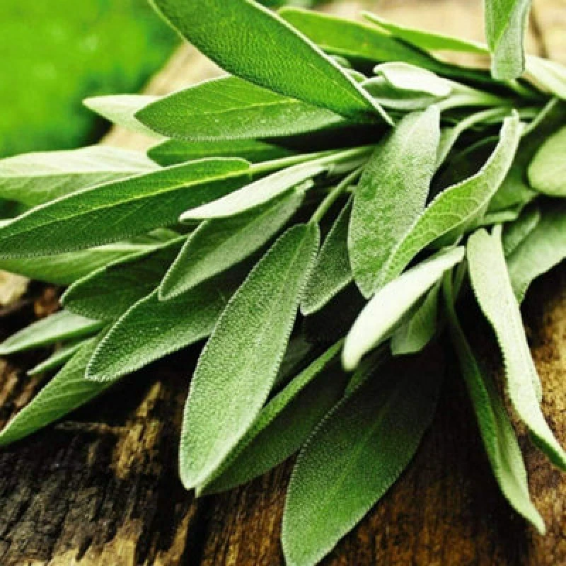 Image of Thompson & Morgan Herb Sage 1 Seed Packet (75 Seeds)