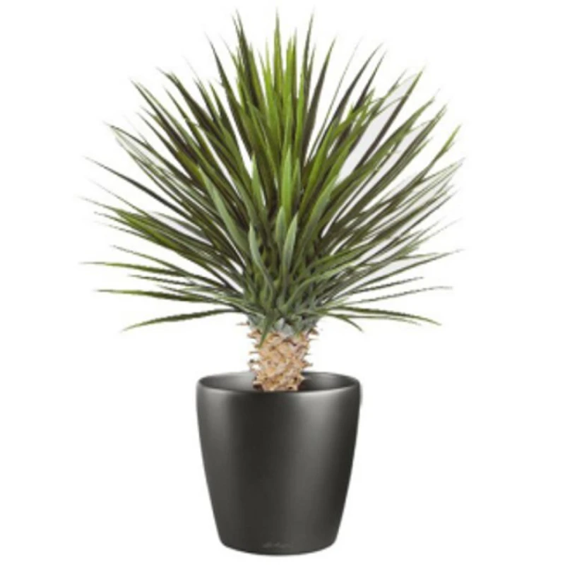 Image of N/A 75cm Artificial Dracaena Plant