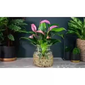 Image of Thompson & Morgan Thompson and Morgan Anthurium Aqua Pink in Sierglass 14cm Pot x 1