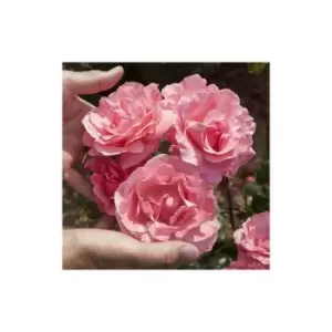 Image of Rose 'Queen Elizabeth' 3L Potted