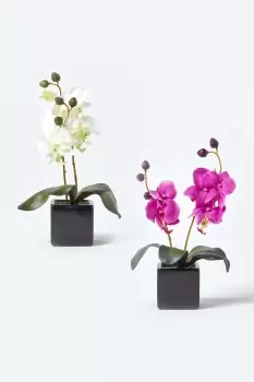Image of Set of 2 Pink & Cream Artificial Orchids in Black Pots, 35 cm