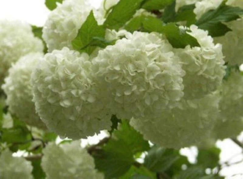 Image of Direct Plants Viburnum Opulus Roseum Snowball Tree 3-4ft Supplied In A 3 Litre Pot