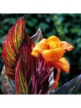 Image of Pair Canna Tropicanna
