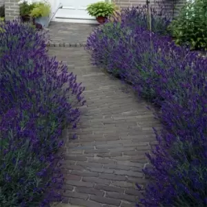 Image of YouGarden Lavender English Hidcote 2L - Brown