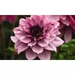 Image of Thompson & Morgan Thompson and Morgan Dahlia Creme de Cassis 1 Tuber