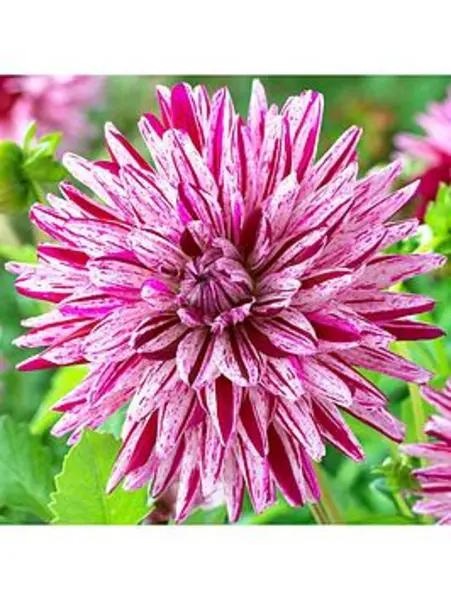 Image of YouGarden Dahlia Blackberry Ripple - 3 tubers - Size 3 tubers