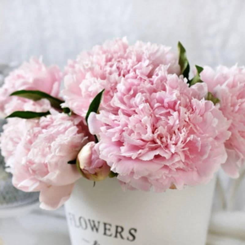 Image of Thompson & Morgan Peony Sarah Bernhardt Flamingo-Pink Double Blooms Hardy Perennial Flower 2X Tubers T&m