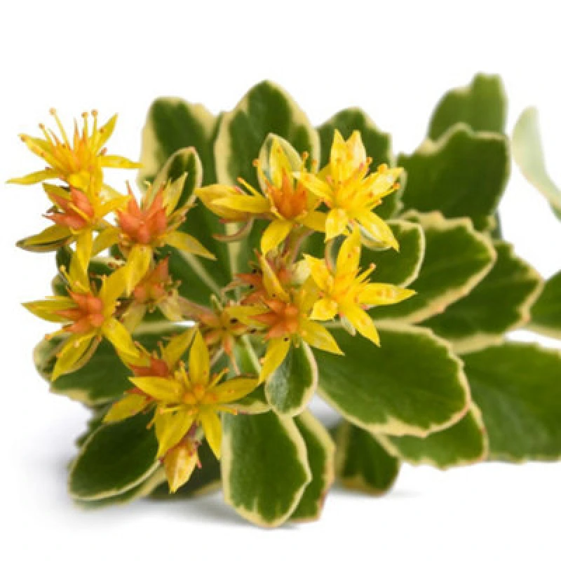 Image of Thompson & Morgan Sedum Kamtschaticum Variegatum 7Cm Potted Plant X 2