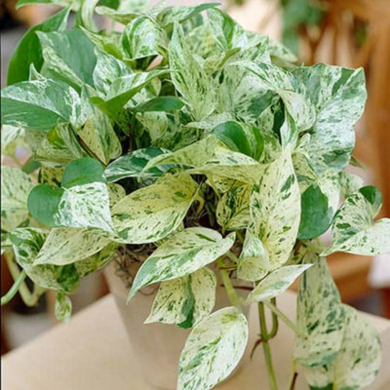 Image of YouGarden Epipremnum Pinnatum (Devils Ivy) Marble Queen In 12Cm Grow Pot 800247