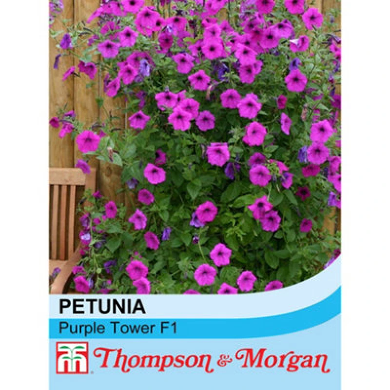 Image of Thompson & Morgan Petunia Hybrida Purple Tower F1 Hybrid 1 Packet (25 Seeds )