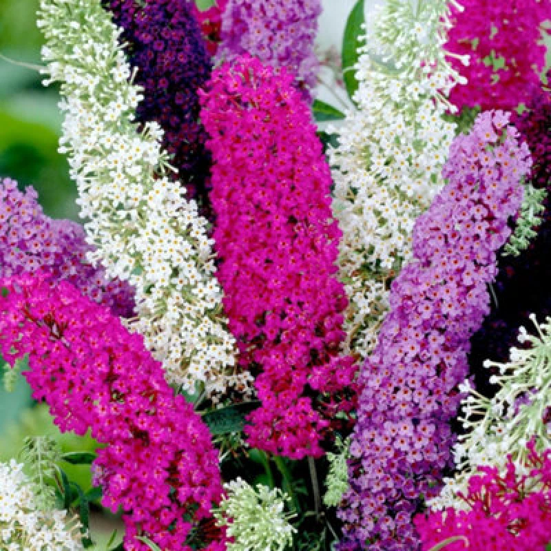 Image of Buddleja Davidii Mixed Butterfly Bush Attracts Pollinators Fragrant Shrub 1 Packet X 50 Seeds By Thompson & Morgan
