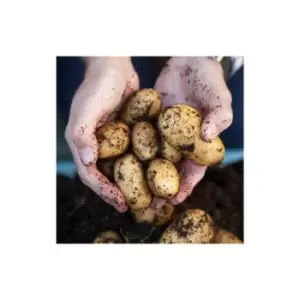 Image of Seed Potato 'Pentland Javelin' pack 6 tubers