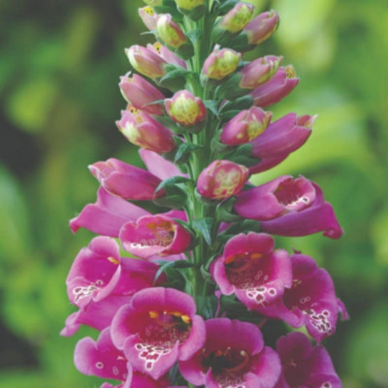 Image of Thompson & Morgan Foxglove Purple Carousel Seeds - Deep Purple-Pink Flowers Bee Friendly Hardy Biennial 100 Seeds