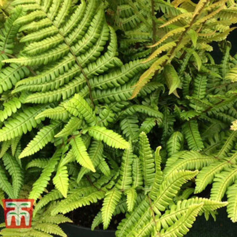 Image of Thompson & Morgan Dryopteris Jurassic Gold 9Cm Pot X 2