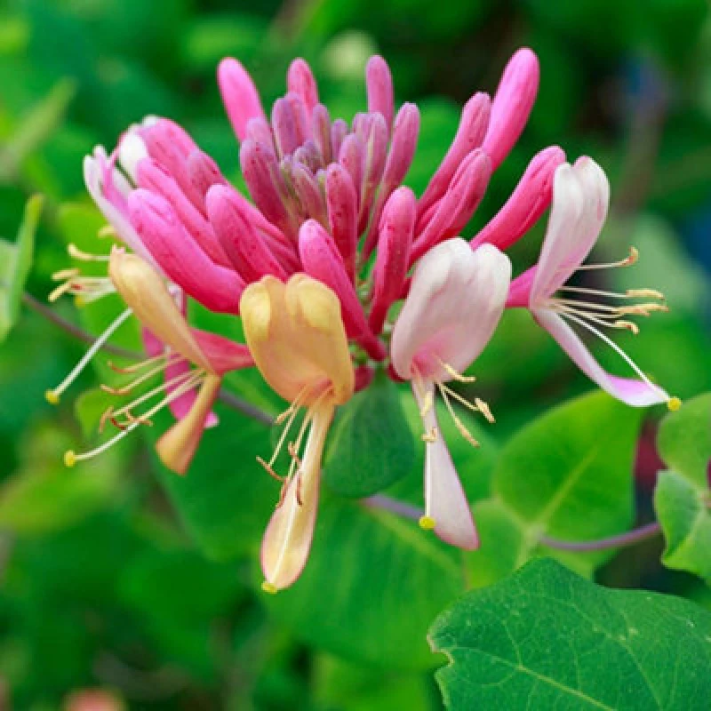 Image of Thompson & Morgan Honeysuckle Lonicera Periclymenum Serotina 3 Litre Potted Plant X 1