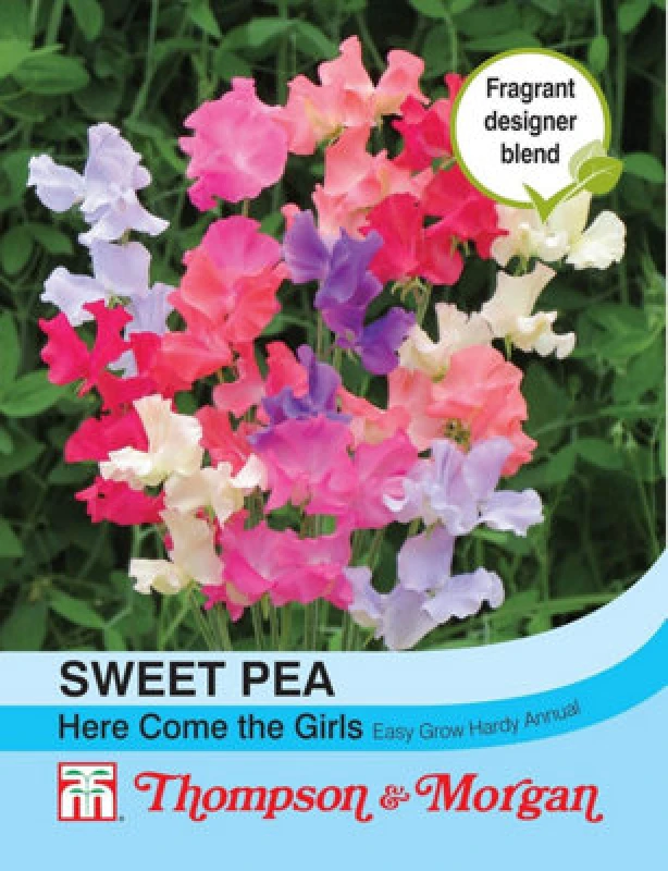Image of Thompson & Morgan Sweet Pea Here Come The Girls 1 Seed Packet (20 Seeds)