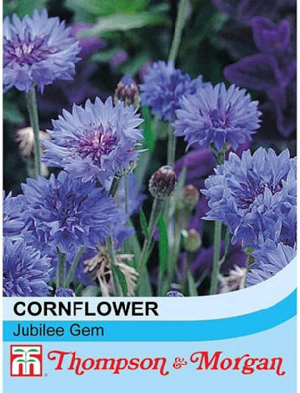 Image of Thompson & Morgan Cornflower Dwarf Jubilee Gem 1 Seed Packet (150 Seeds)